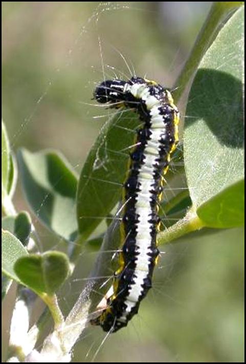 Bruco di Uresiphita sp. - Uresiphita gilvata